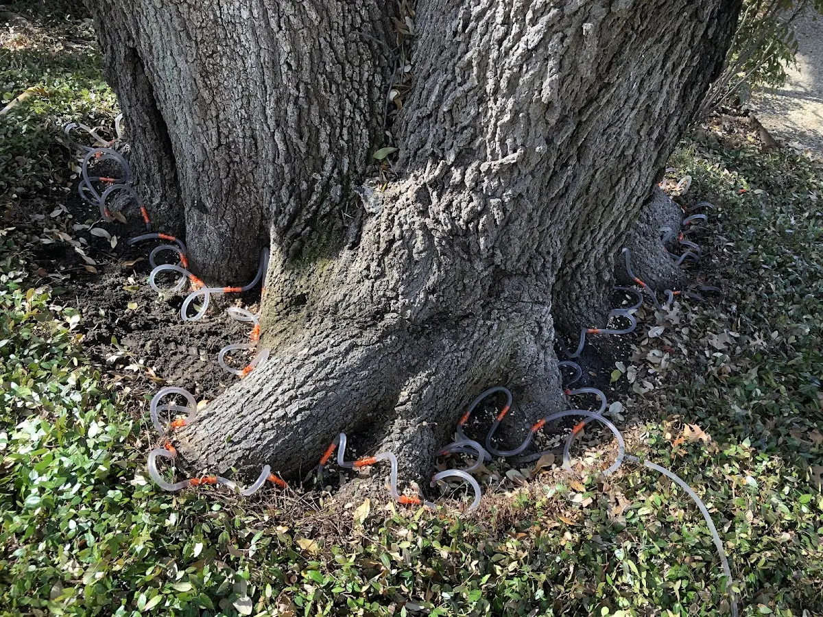 Detailed Tree Cabling and Bracing job site in Ceres
